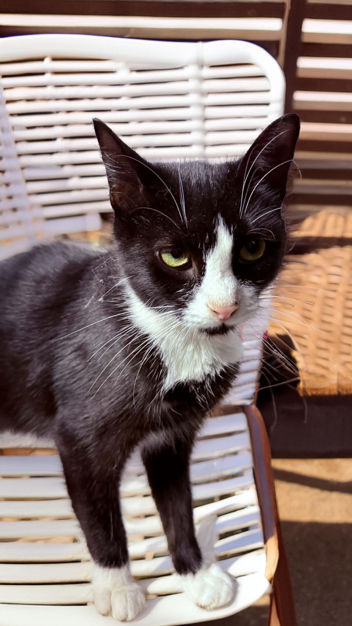 Hauntress, ADOPTABLE, Adult Female Domestic Short Hair.