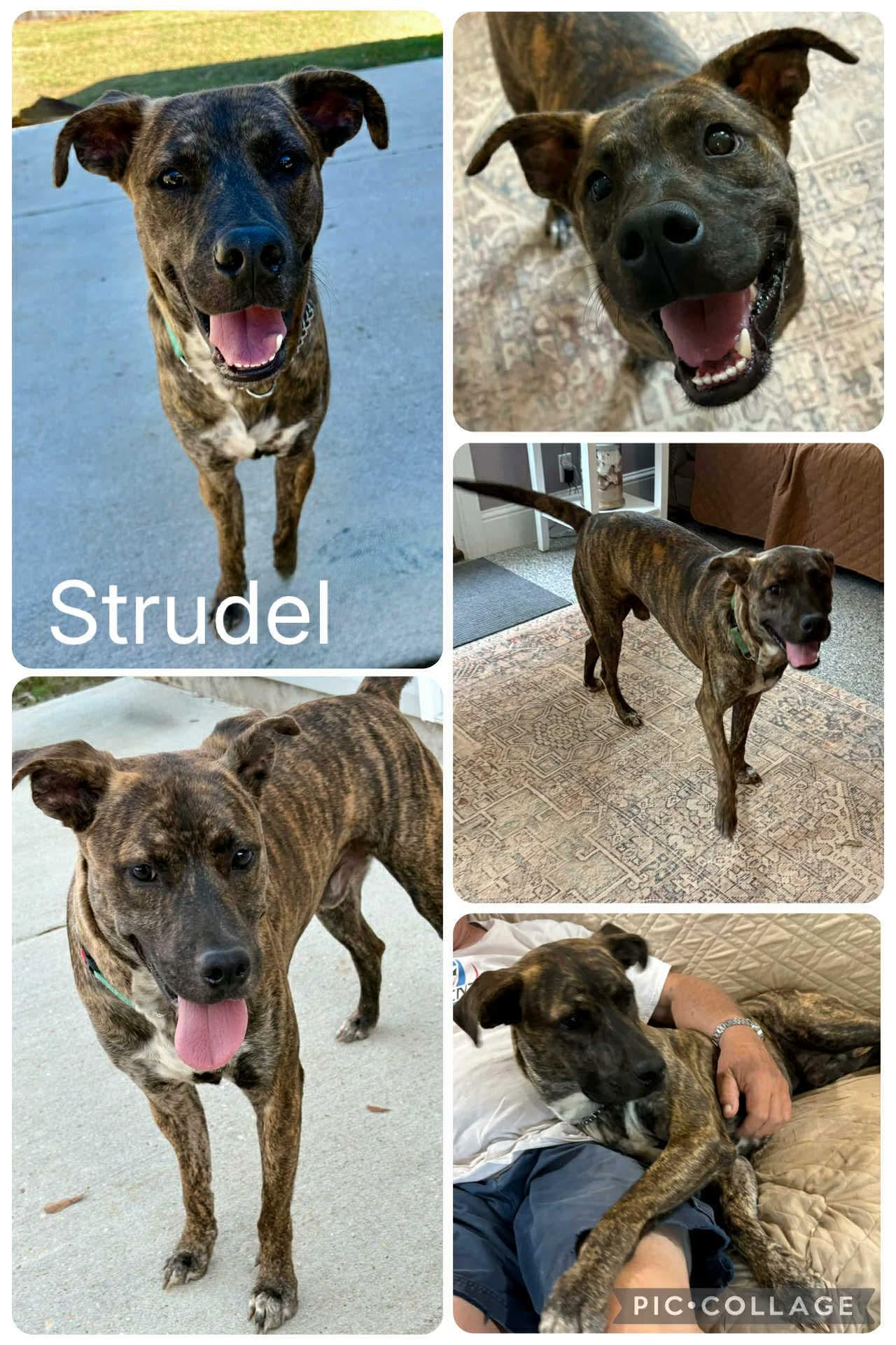 Strudel, Adoptable, Young Male Catahoula Leopard Dog.