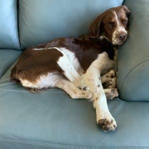 DAISY   #20042497   MN, Adopted, Adult Female Brittany Spaniel.