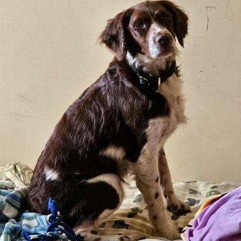 Enlarge DAISY   #20042497   MN, a Adopted Brittany Spaniel in Manitowoc, WI image 2/3