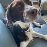 Enlarge DAISY   #20042497   MN, a Adopted Brittany Spaniel in Manitowoc, WI image 3/3