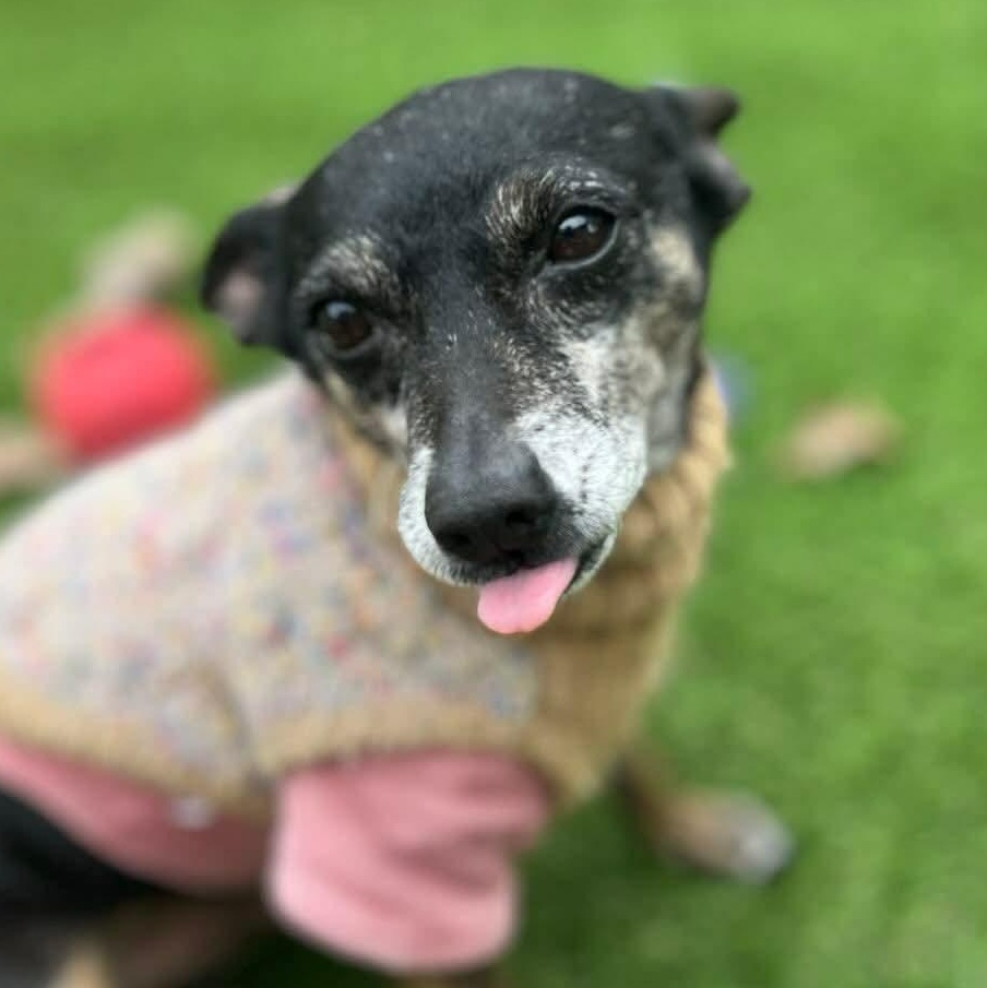 Benito — thumbnail 5