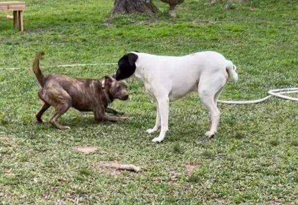 Vanjie, a Adopted mixed breed in Londonderry, NH image 4/5