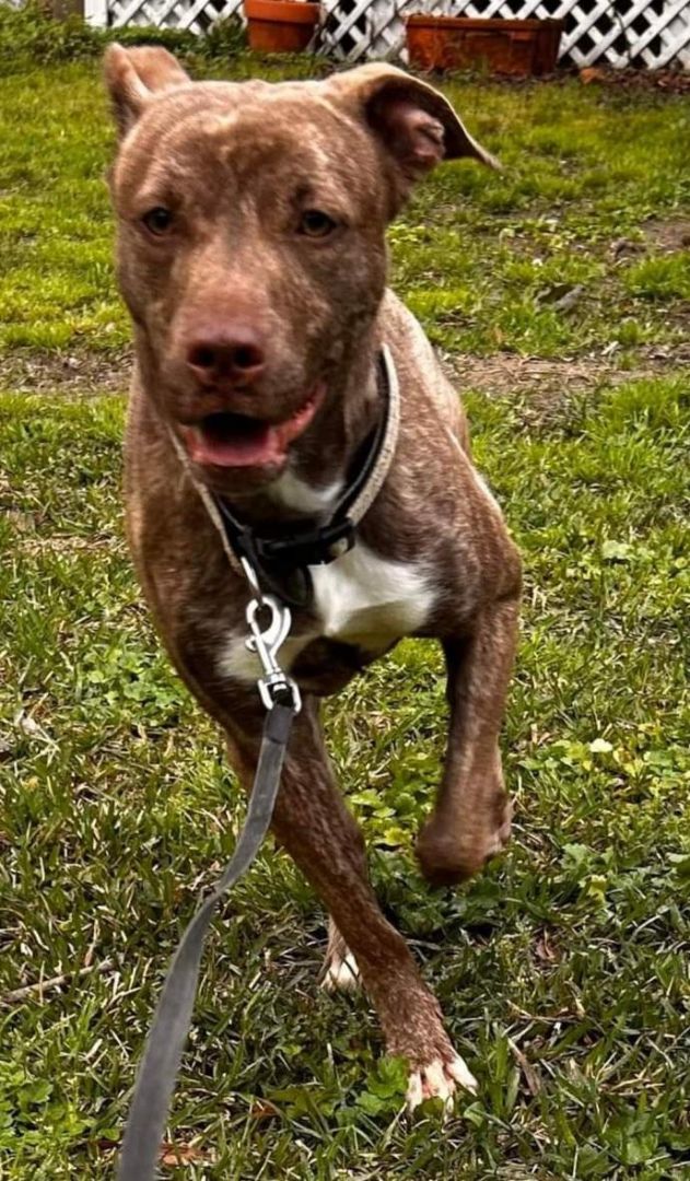 Vanjie, Adopted, Young Female Dutch Shepherd & Labrador Retriever.