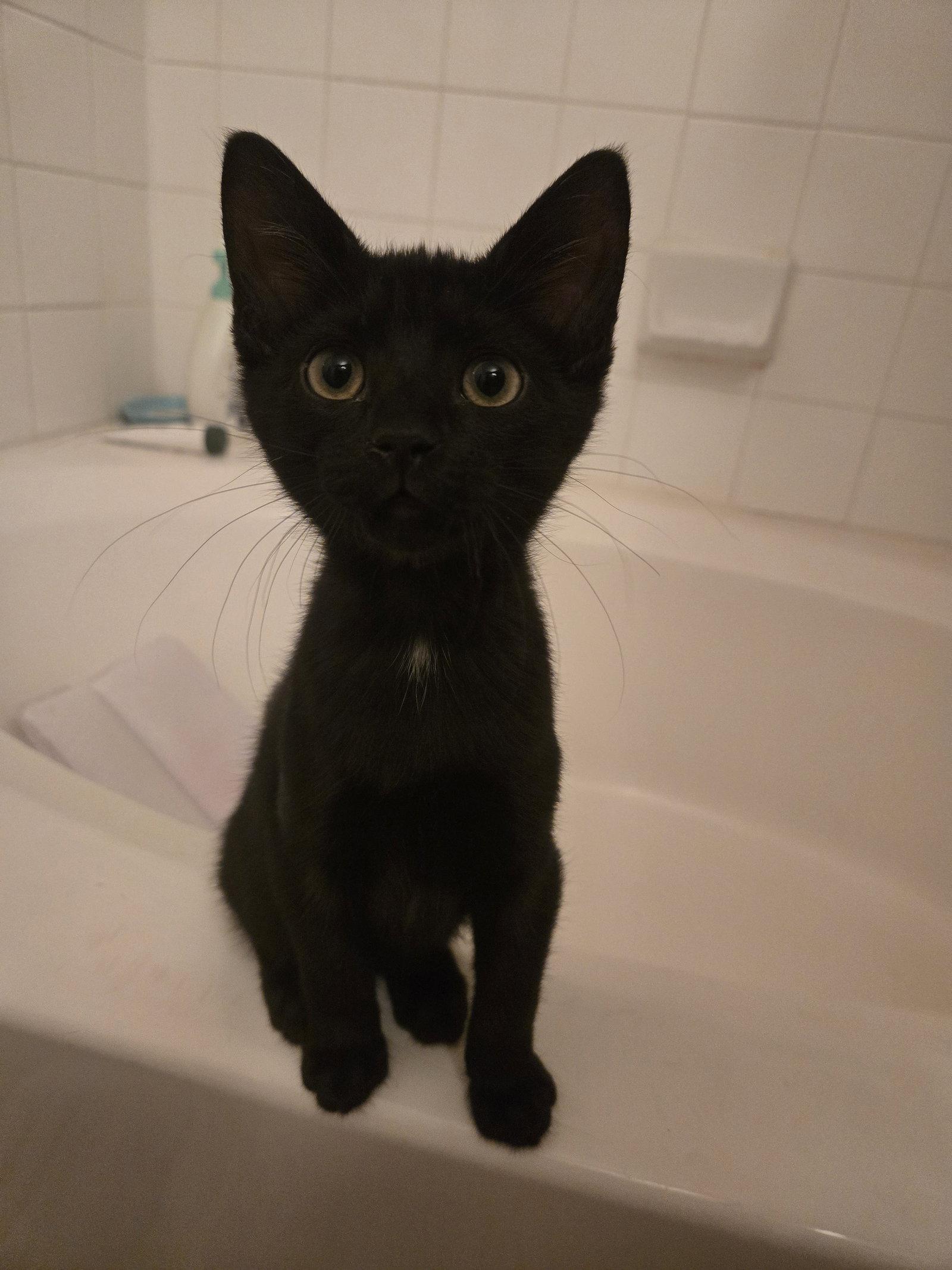 Gabriel, Adoptable, Young Male Domestic Short Hair.