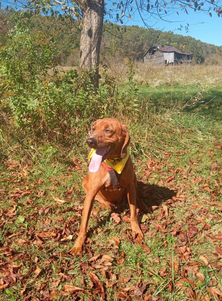 Ruby, a Adoptable mixed breed in Stuarts Draft, VA image 5/5