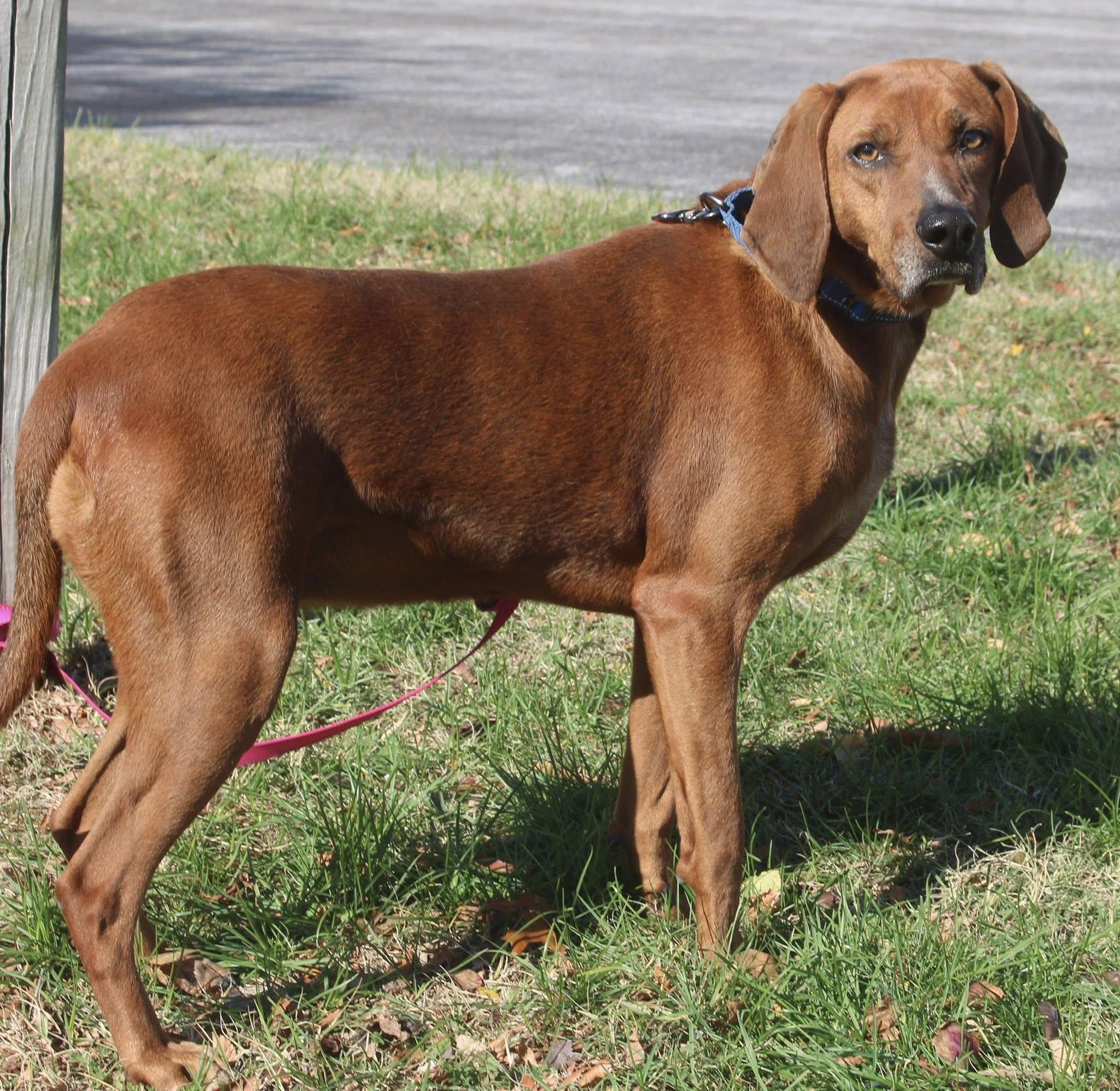 Ruby, a Adoptable mixed breed in Stuarts Draft, VA image 2/5