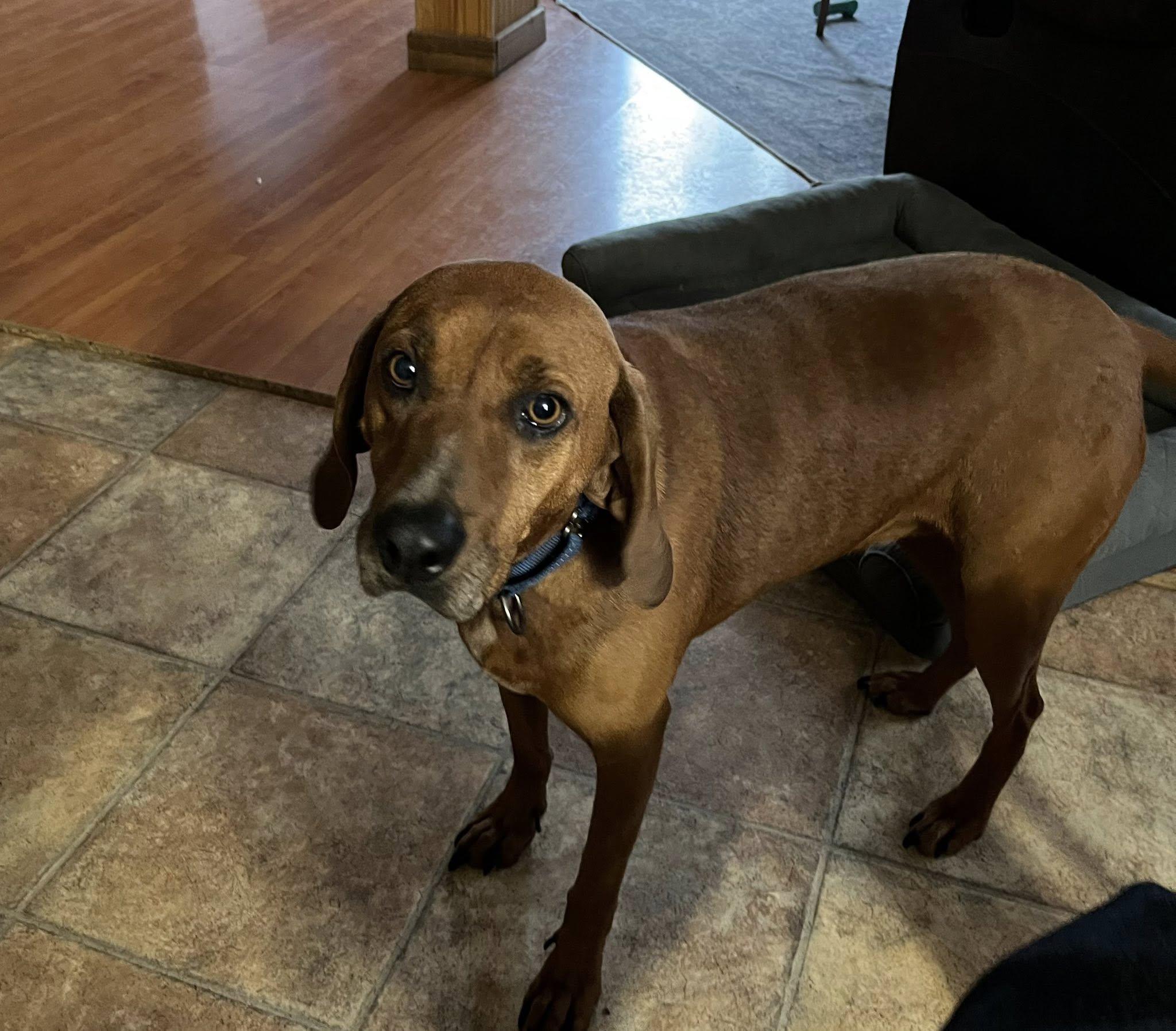 Ruby, a Adoptable mixed breed in Stuarts Draft, VA image 4/5