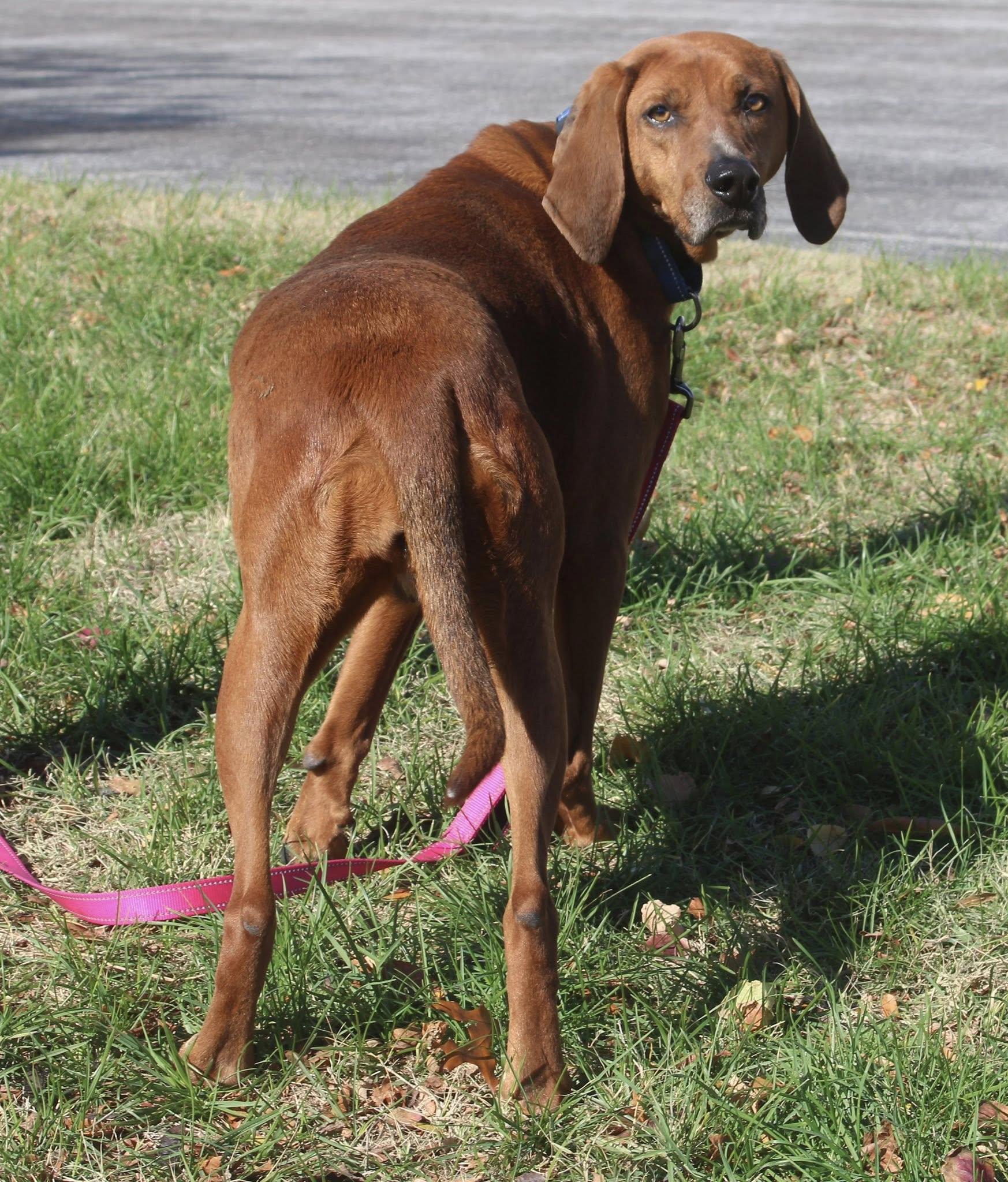 Ruby, a Adoptable mixed breed in Stuarts Draft, VA image 3/5