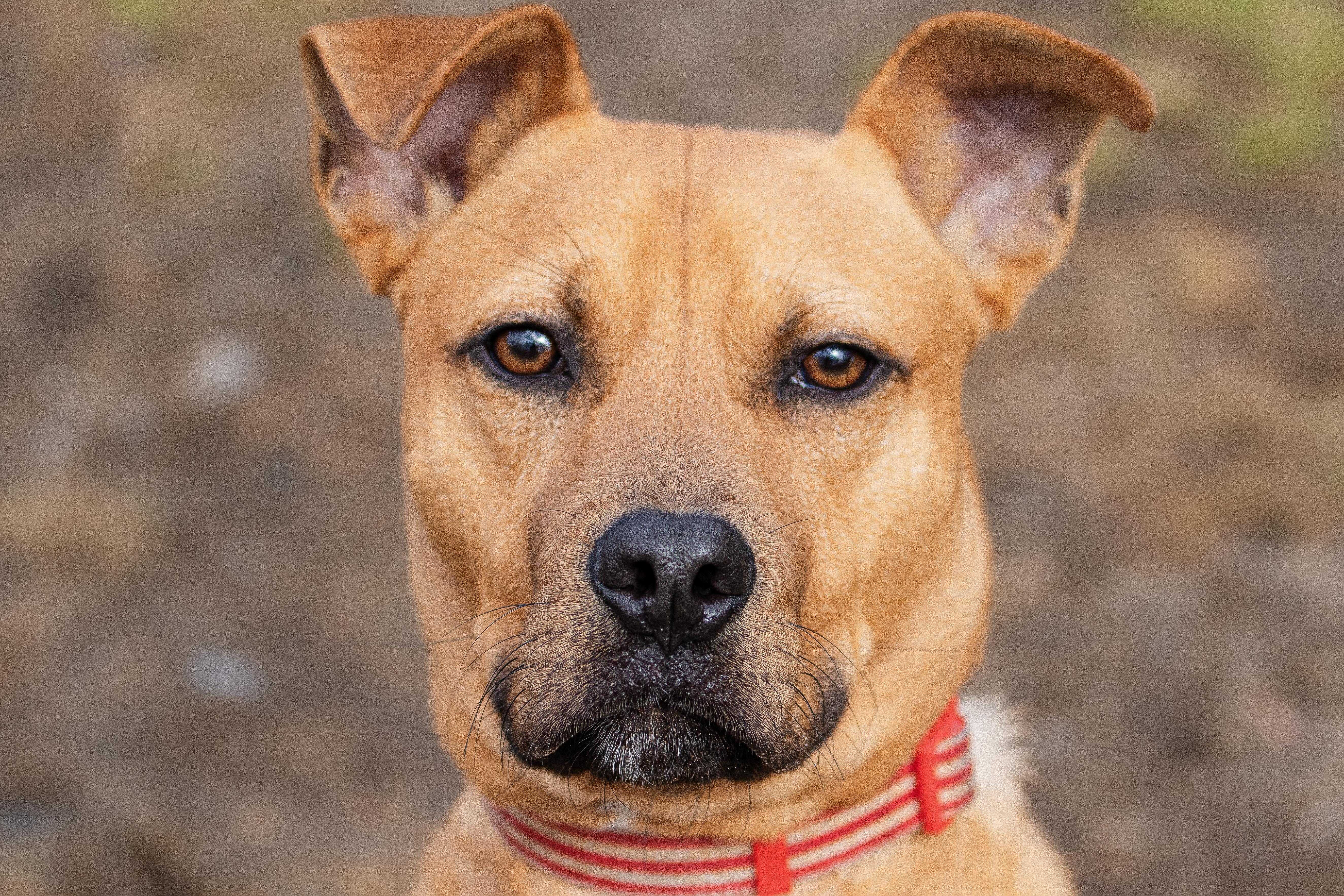 Mulligan, ADOPTABLE, Puppy Male Retriever.