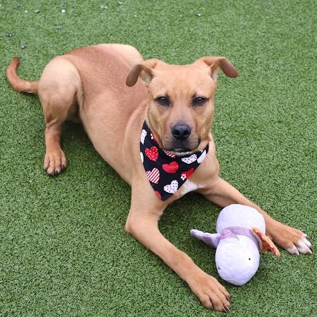 Enlarge Mulligan, a ADOPTABLE mixed breed in Danbury, CT image 2/6