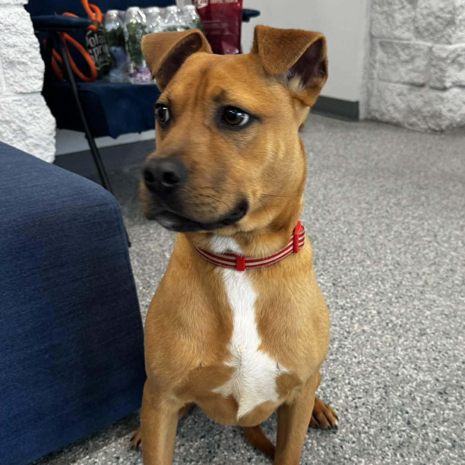 Enlarge Mulligan, a ADOPTABLE mixed breed in Danbury, CT image 4/4