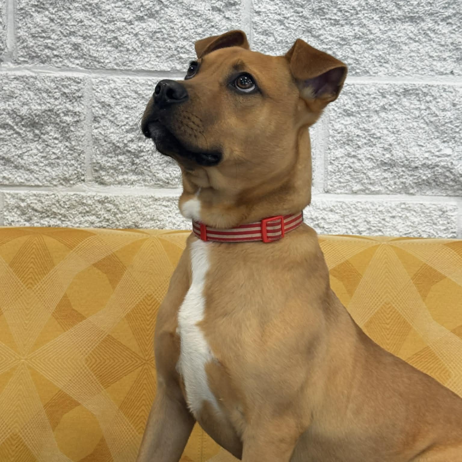 Enlarge Mulligan, a ADOPTABLE mixed breed in Danbury, CT image 4/6