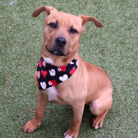 Enlarge Mulligan, a ADOPTABLE mixed breed in Danbury, CT image 1/6