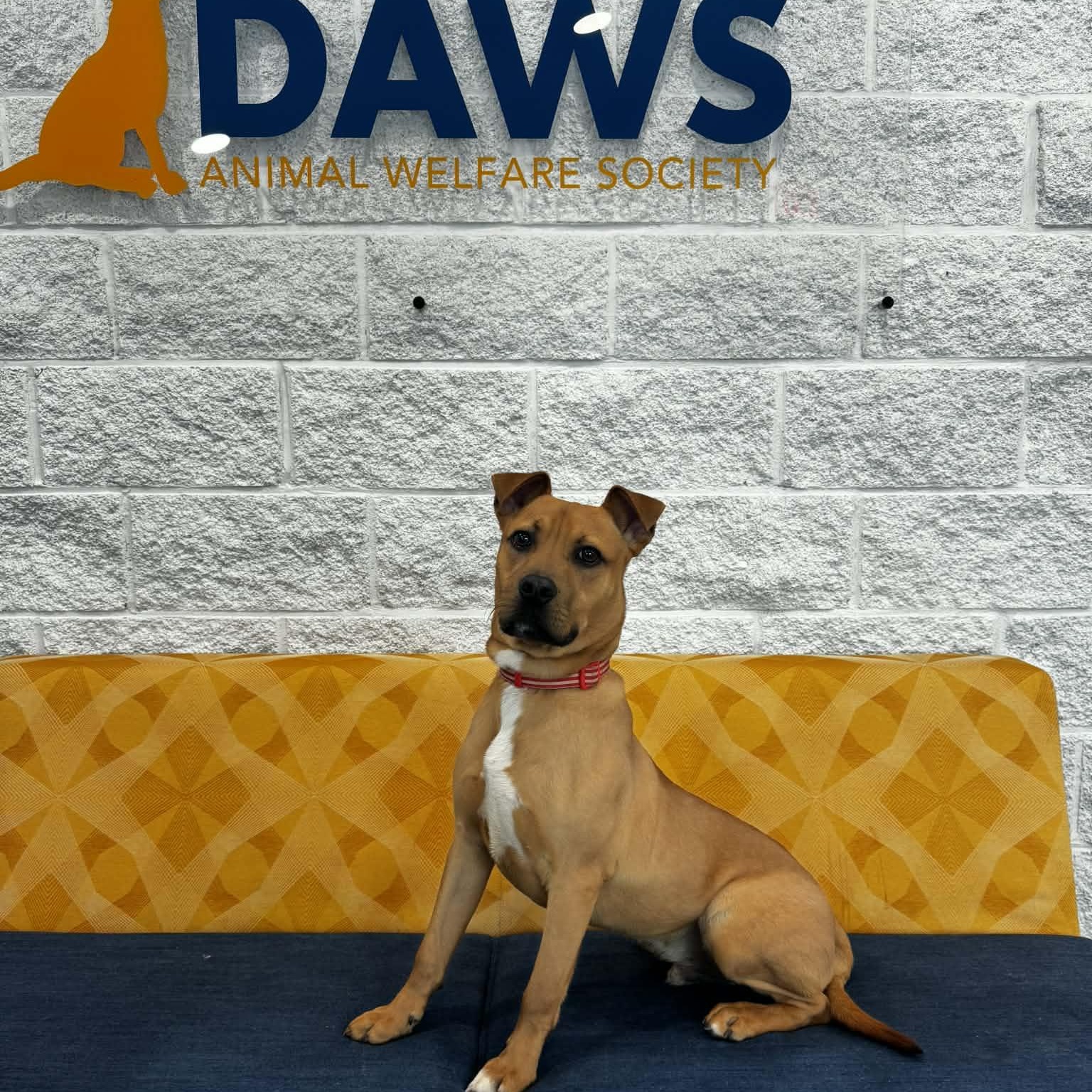 Enlarge Mulligan, a ADOPTABLE mixed breed in Danbury, CT image 5/6