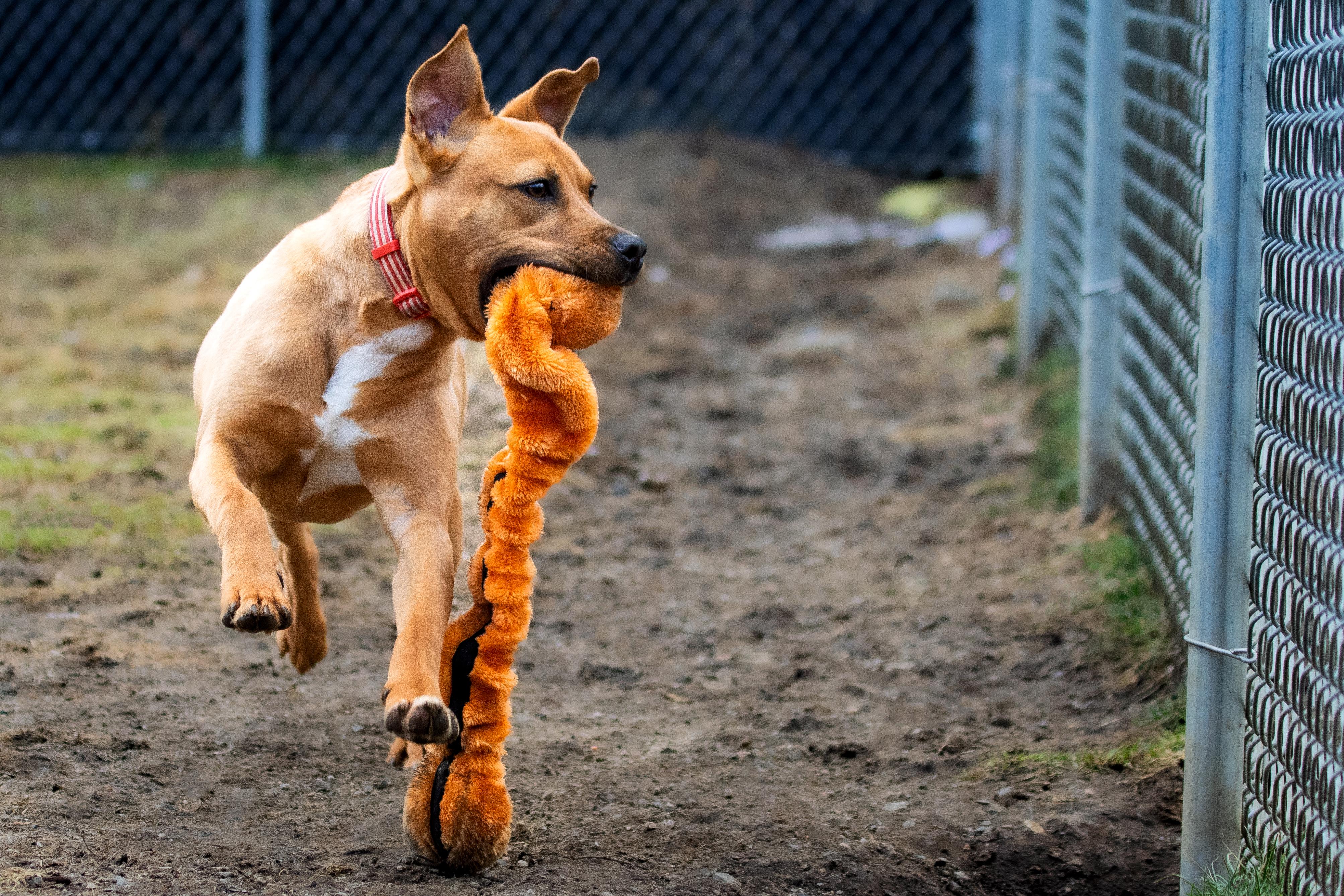 Enlarge Mulligan, a ADOPTABLE mixed breed in Danbury, CT image 2/4
