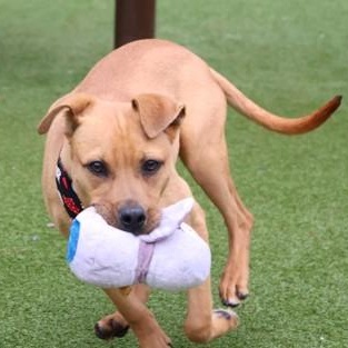 Enlarge Mulligan, a ADOPTABLE mixed breed in Danbury, CT image 3/6