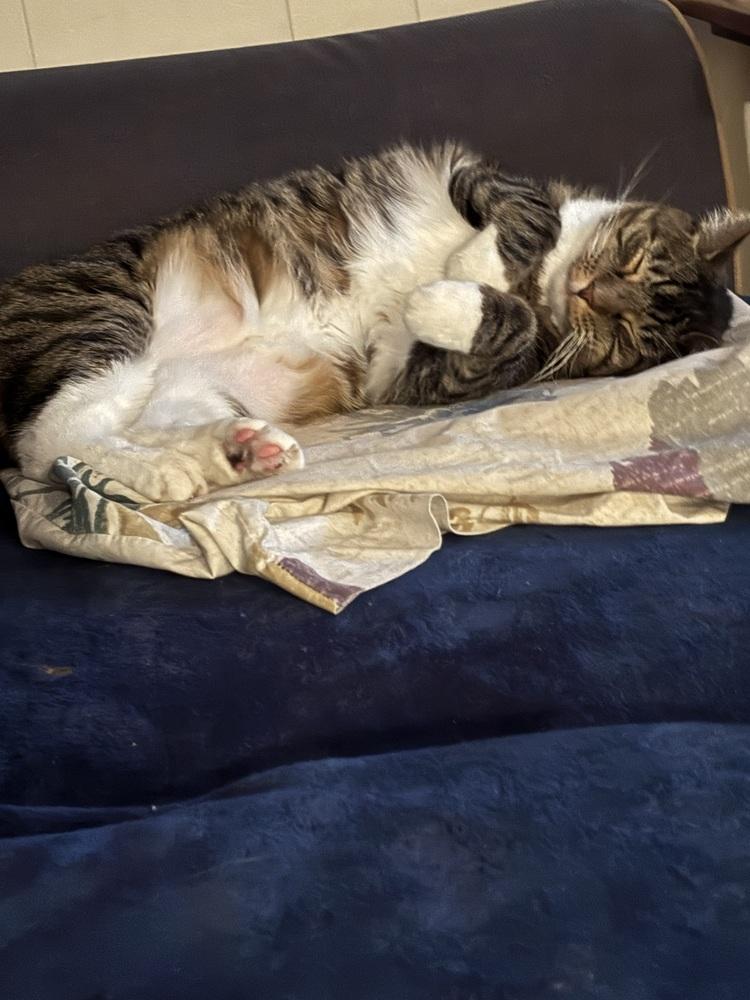 Flower, Adoptable, Adult Female Domestic Short Hair.