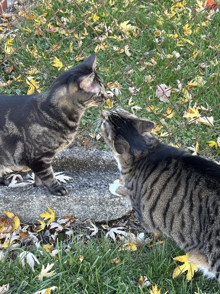 Enlarge Flower, a Adoptable Domestic Short Hair in Germantown, OH image 3/6