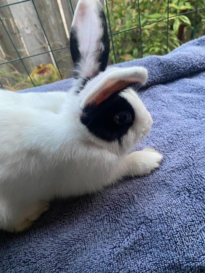 Bubbie, Adoptable, Adult Male Dutch.