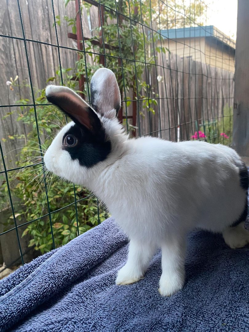 Enlarge Bubbie, a Adoptable Dutch in Los Angeles, CA image 3/6