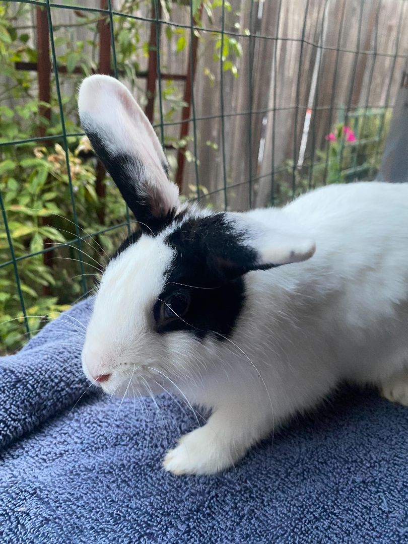 Enlarge Bubbie, a Adoptable Dutch in Los Angeles, CA image 4/6