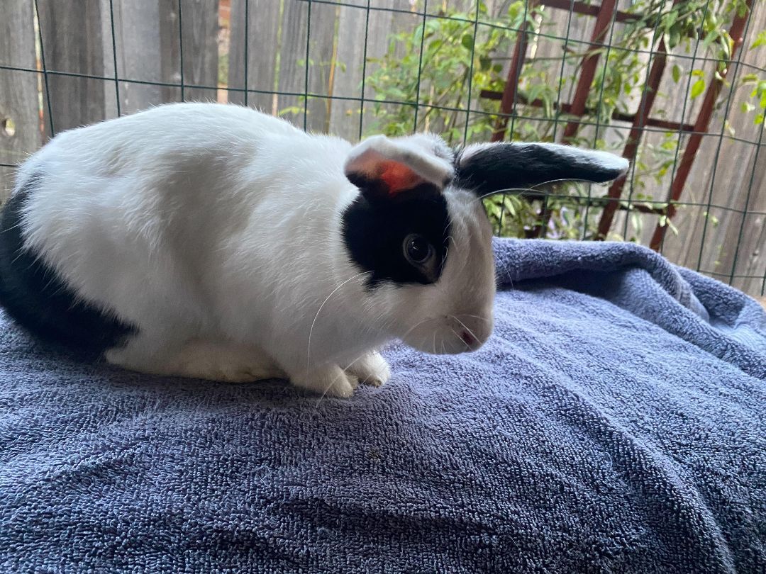 Enlarge Bubbie, a Adoptable Dutch in Los Angeles, CA image 5/6