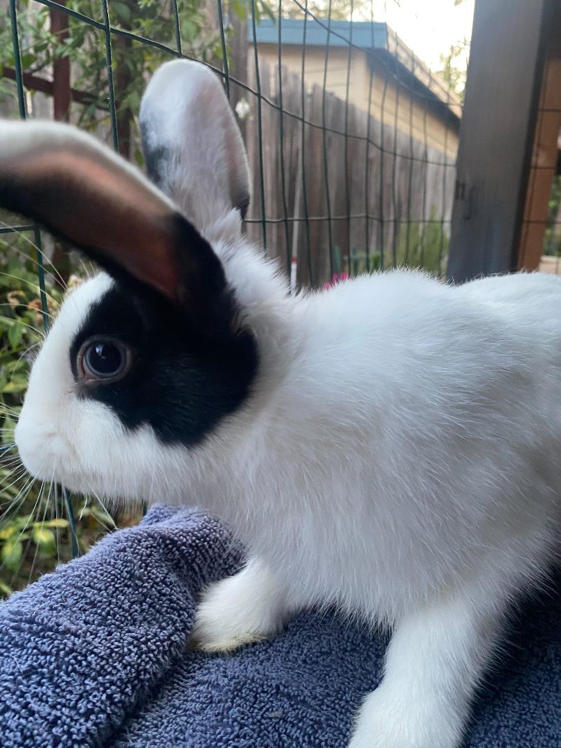 Enlarge Bubbie, a Adoptable Dutch in Los Angeles, CA image 6/6