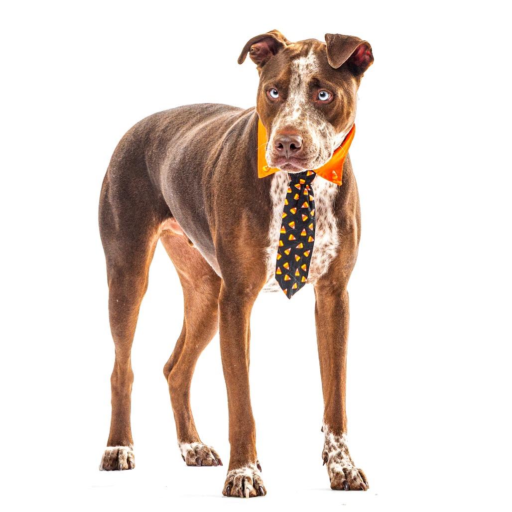 Ace, Adoptable, Adult Male German Shorthaired Pointer & Mixed Breed.