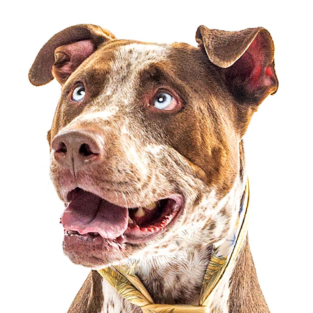 Enlarge Ace, a Adoptable mixed breed in Reno, NV image 2/6