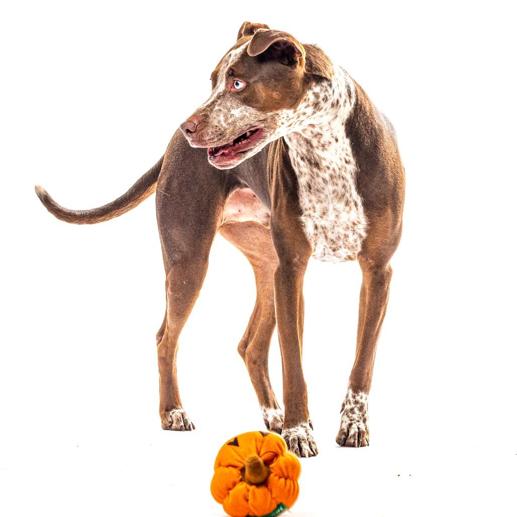Enlarge Ace, a Adoptable mixed breed in Reno, NV image 3/6