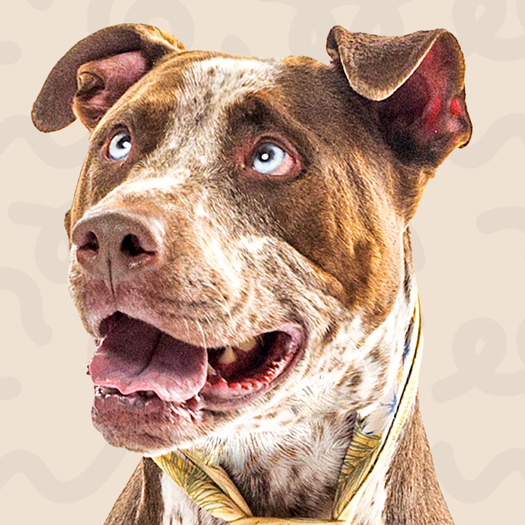 Enlarge Ace, a Adoptable mixed breed in Reno, NV image 4/6
