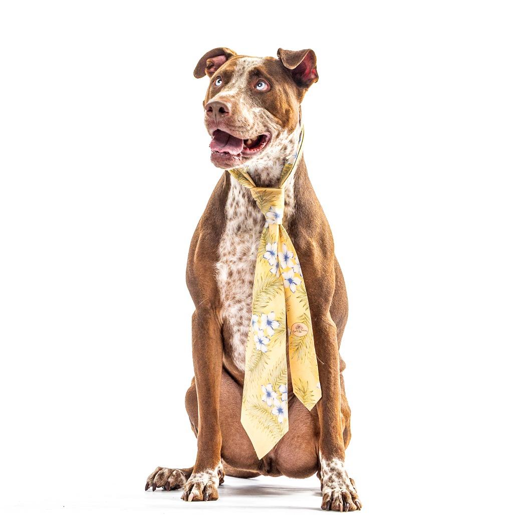 Enlarge Ace, a Adoptable mixed breed in Reno, NV image 5/6