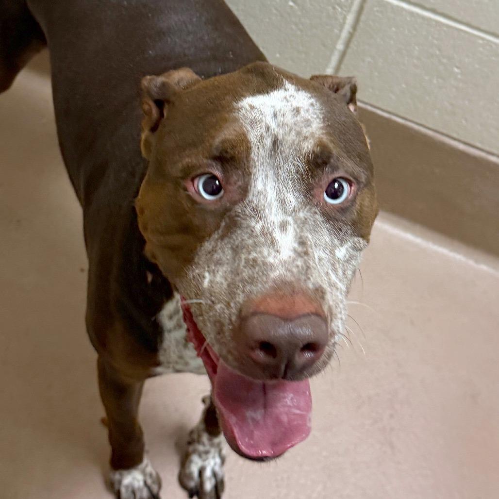 Enlarge Ace, a Adoptable mixed breed in Reno, NV image 6/6