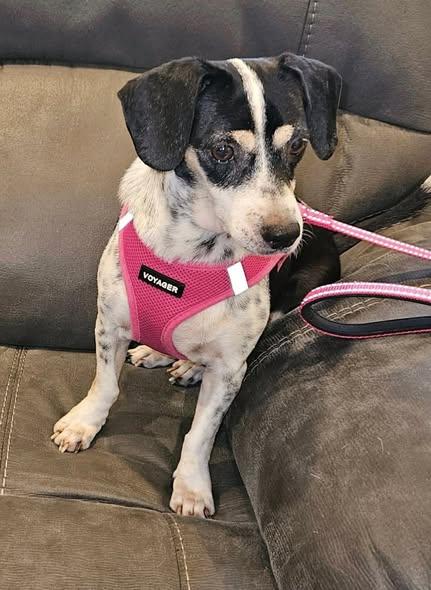 Enlarge Chispa Marie, a ADOPTABLE mixed breed in Ronkonkoma, NY image 2/2