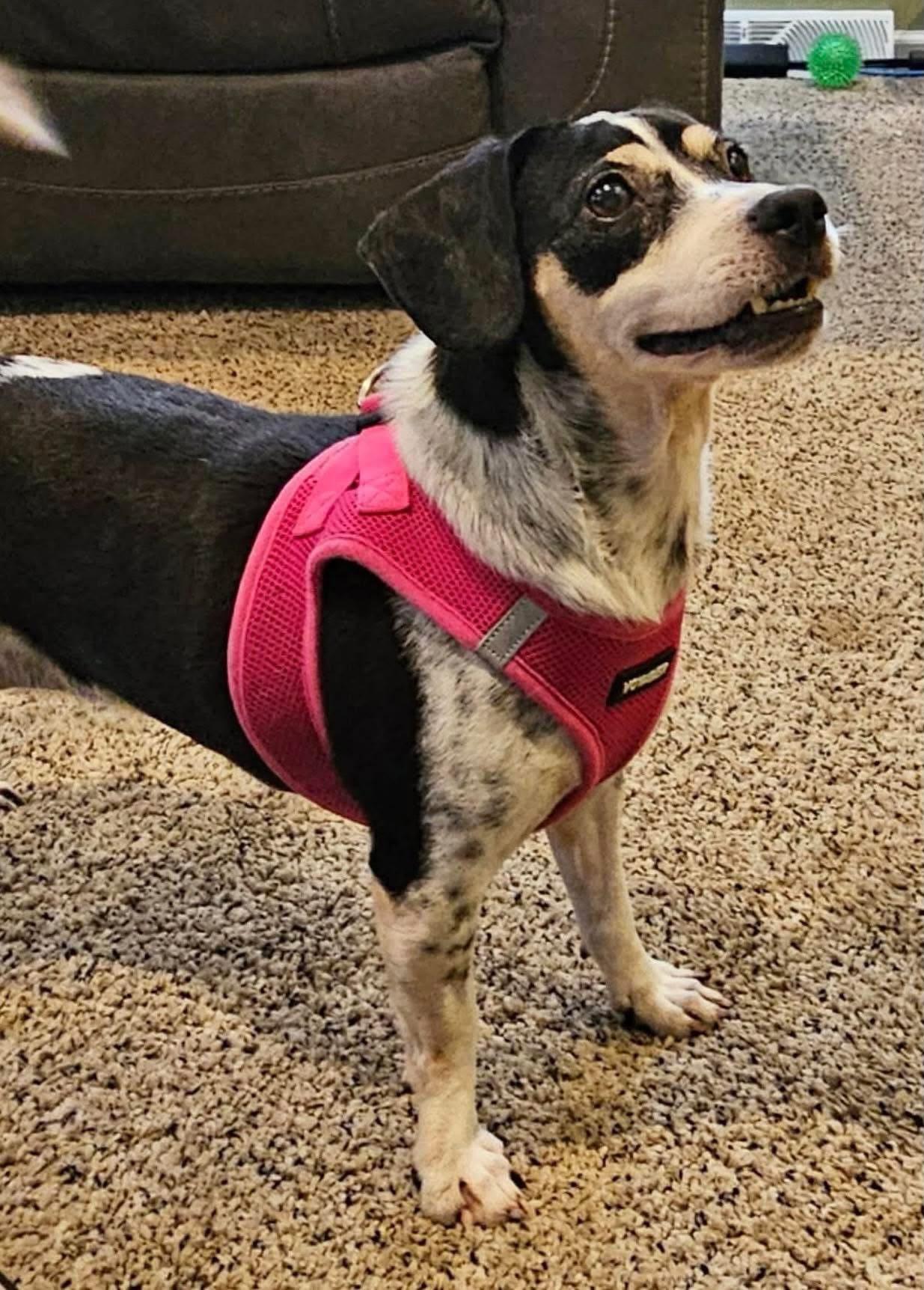 Chispa Marie, ADOPTABLE, Adult Female Mixed Breed.