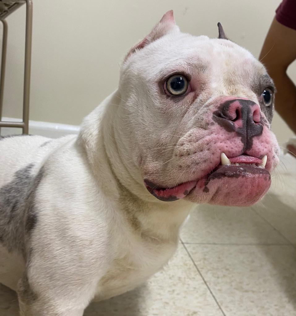 Enlarge Kneesaa, a Adoptable mixed breed in Fall River, MA image 2/6