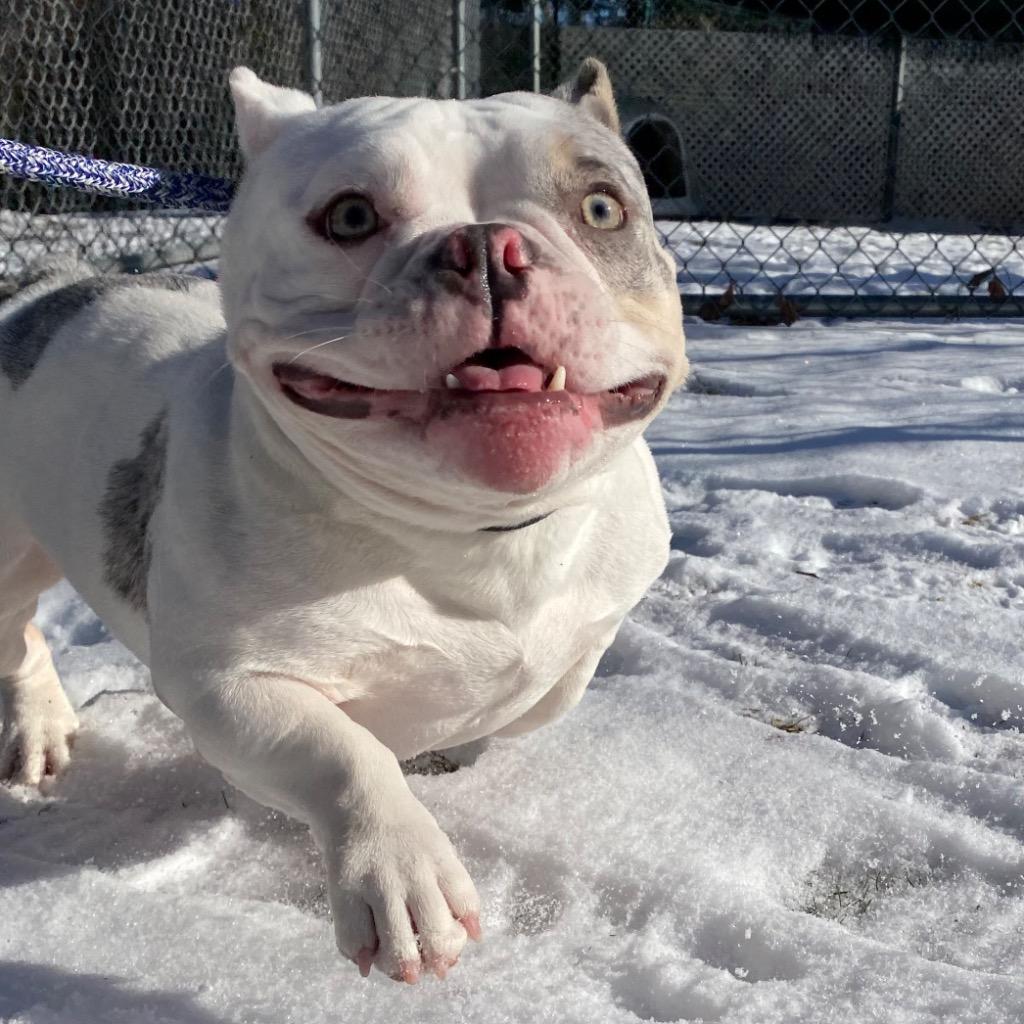 Enlarge Kneesaa, a Adoptable mixed breed in Fall River, MA image 3/6