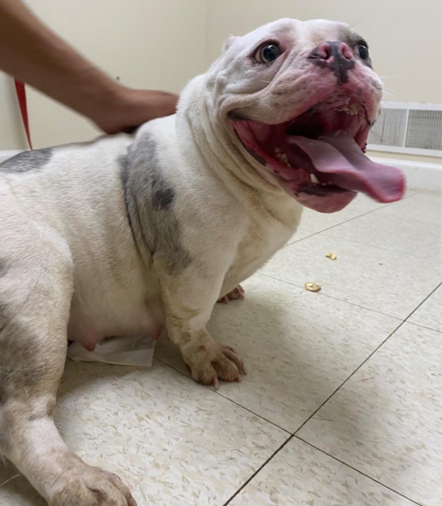 Enlarge Kneesaa, a Adoptable mixed breed in Fall River, MA image 4/6