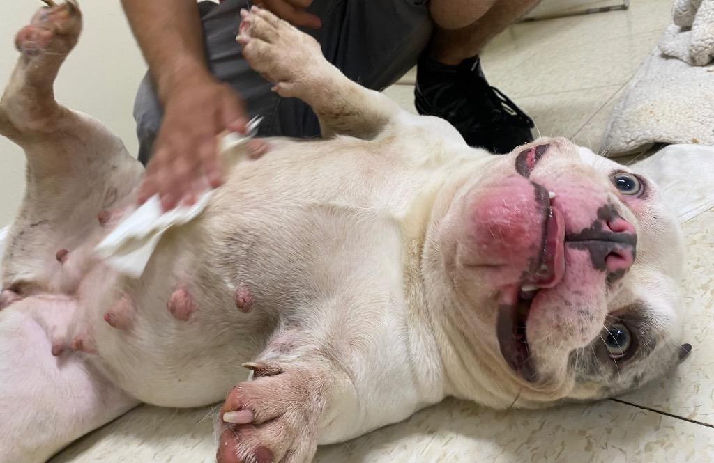 Enlarge Kneesaa, a Adoptable mixed breed in Fall River, MA image 5/6