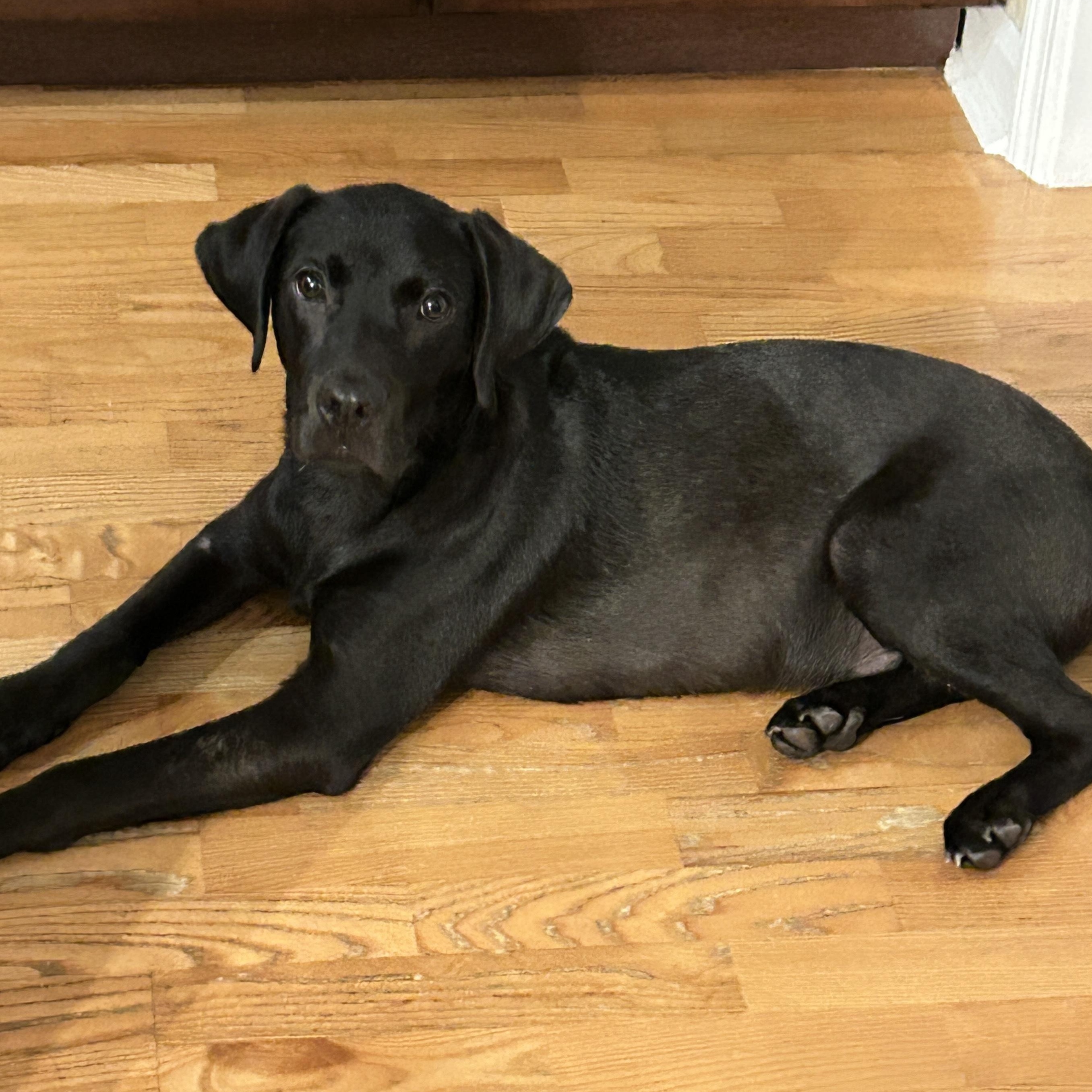 Caleb Black Labrador Retriever Dog