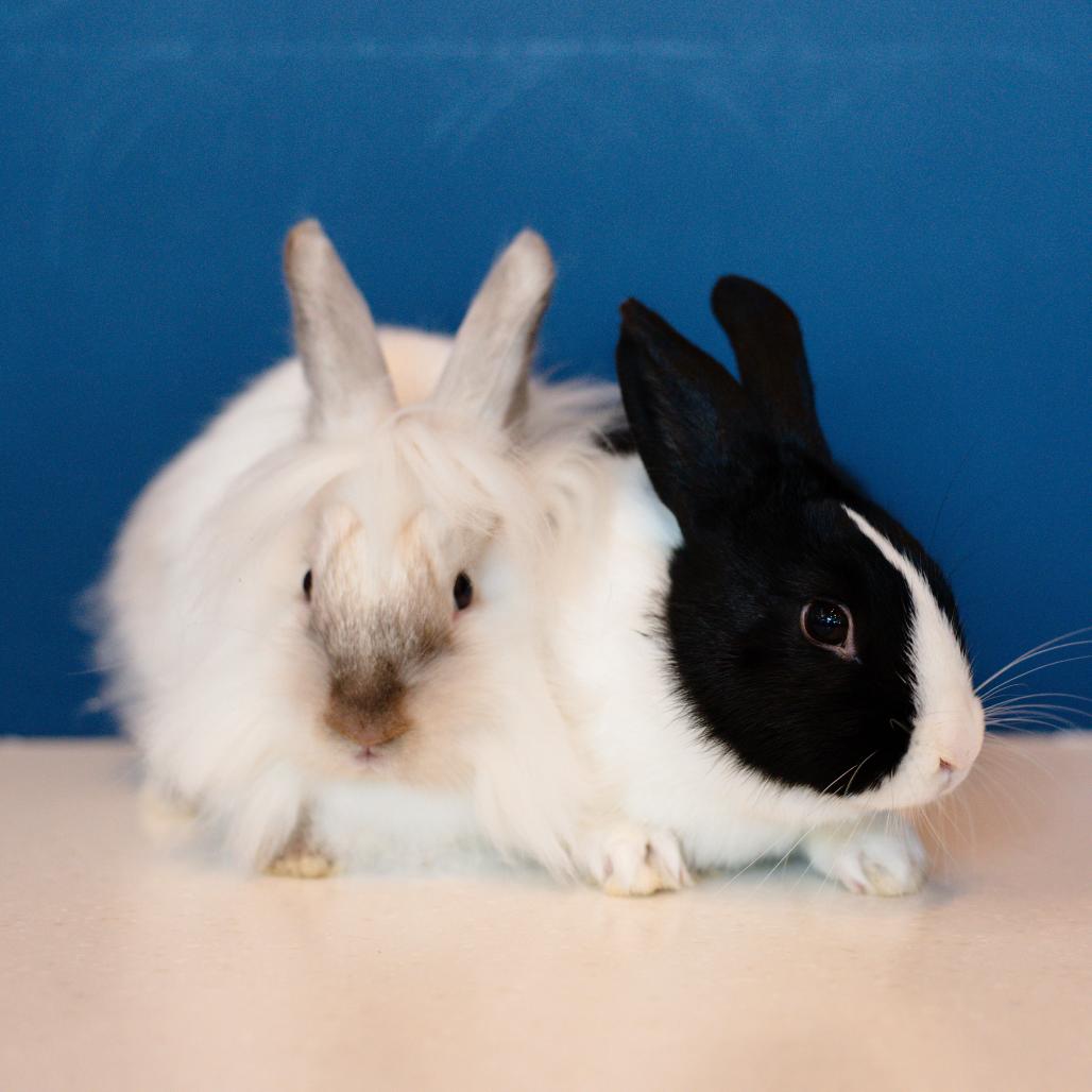Stardust, Adoptable, Baby Female Dutch & Lionhead.
