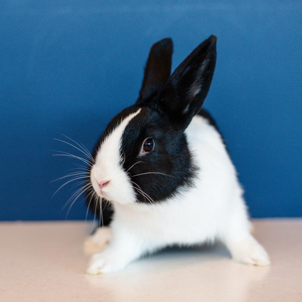 Enlarge Stardust, a Adoptable mixed breed in Warwick, RI image 2/2