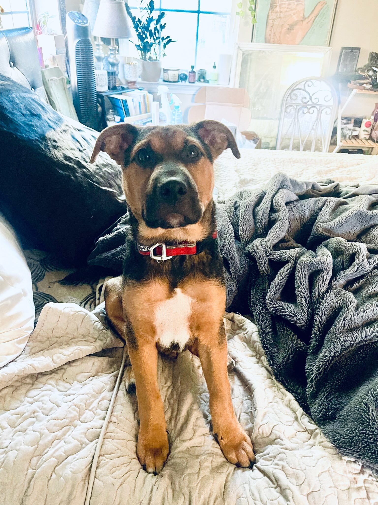 Jameson
