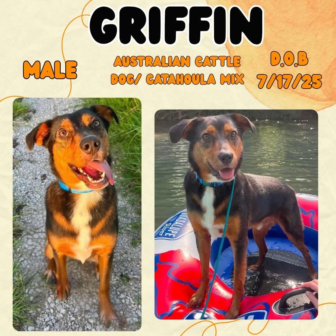 Griffin, ADOPTABLE, Young Male Australian Cattle Dog / Blue Heeler & Catahoula Leopard Dog.
