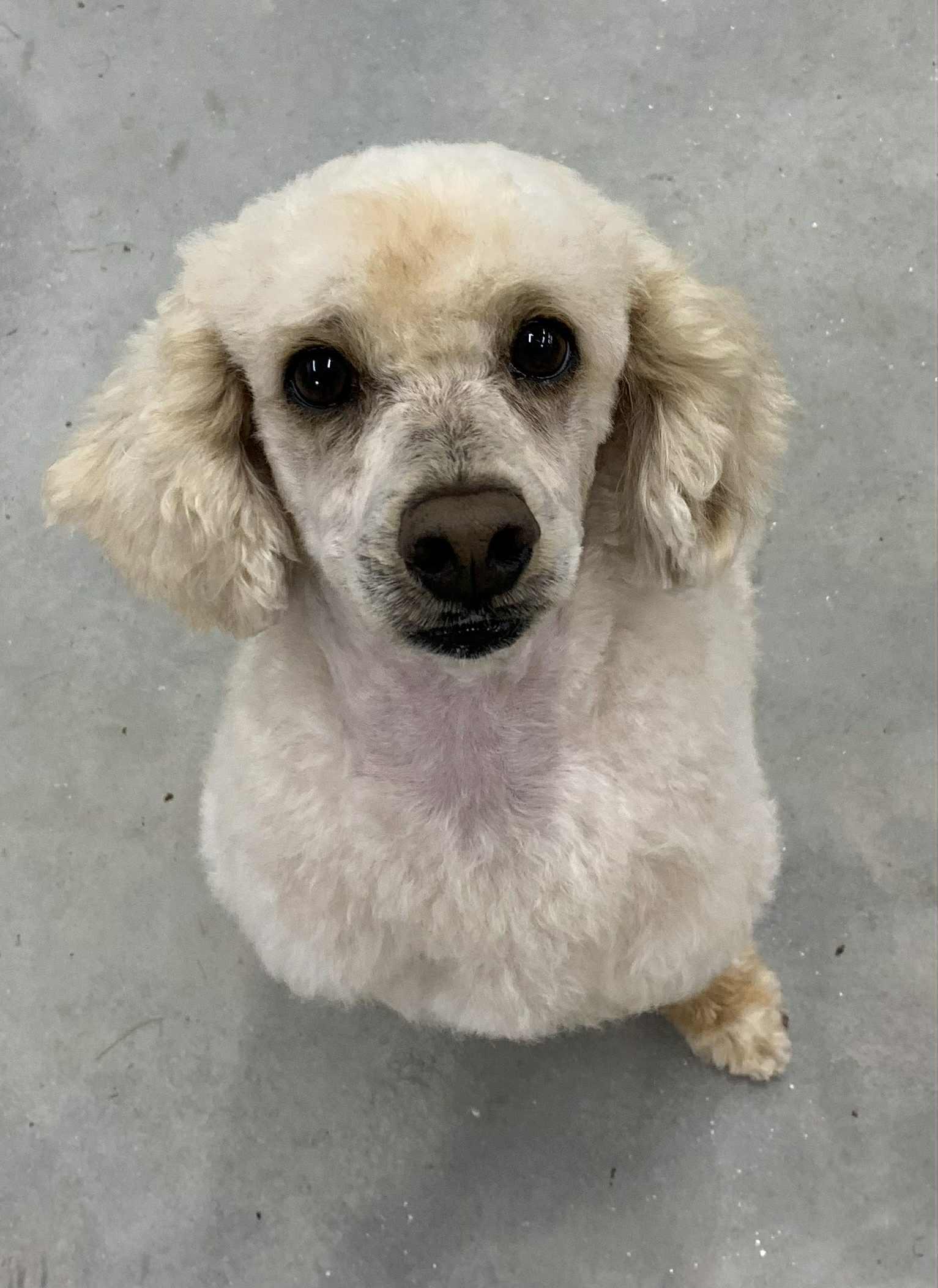 Dylan