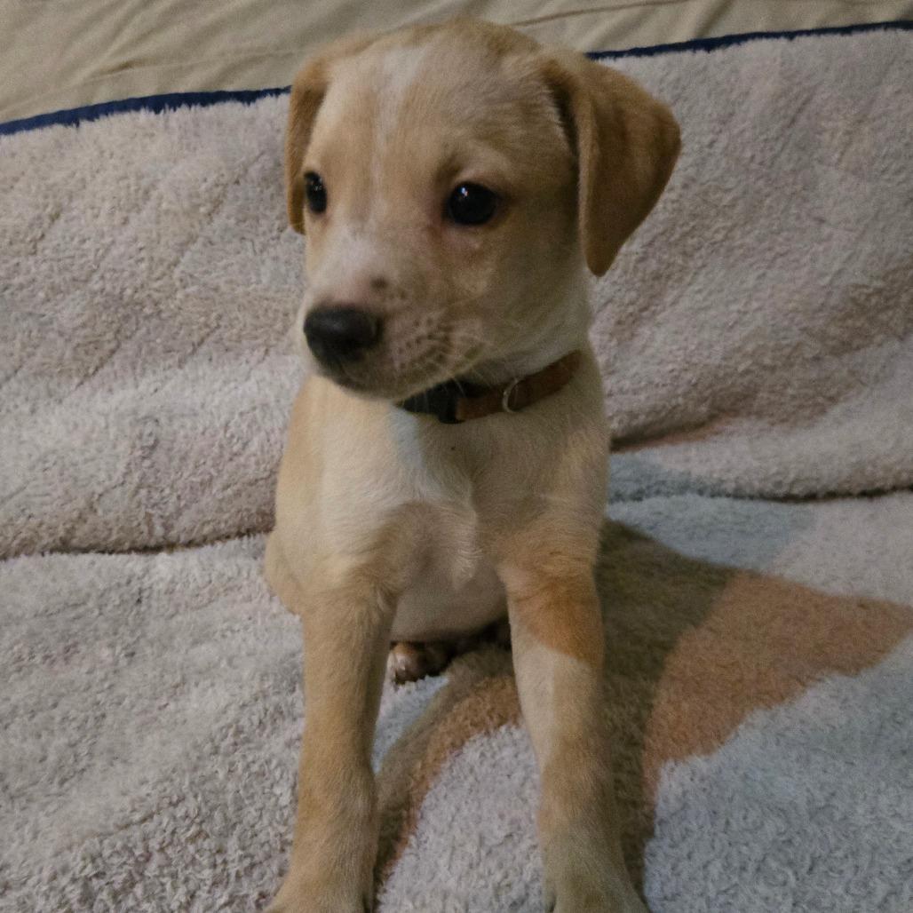 Lightning (white stripe on shoulder), Adoptable, Puppy Male Beagle & Rat Terrier.