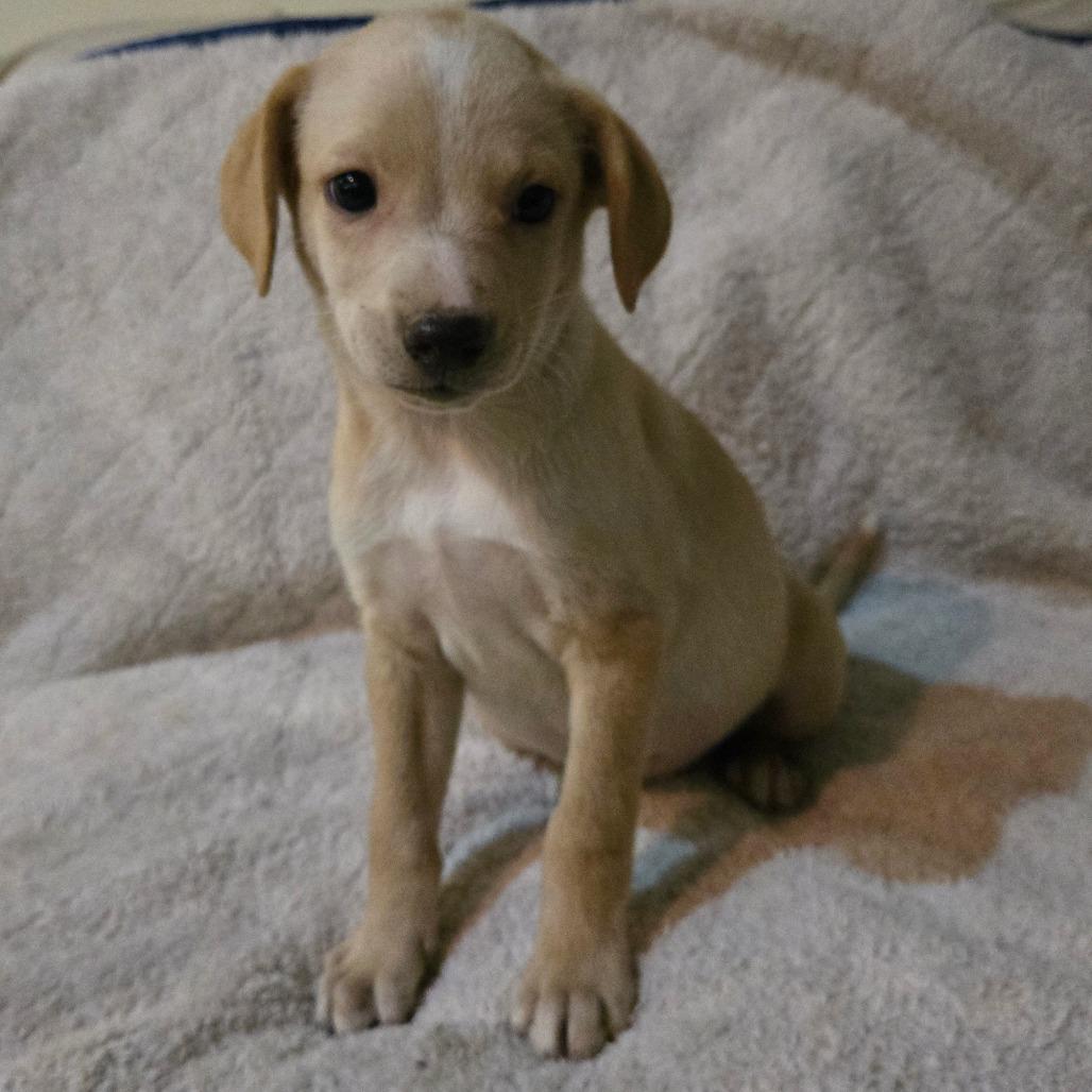 Lightning (white stripe on shoulder), a Adoptable mixed breed in Southington, OH image 2/4