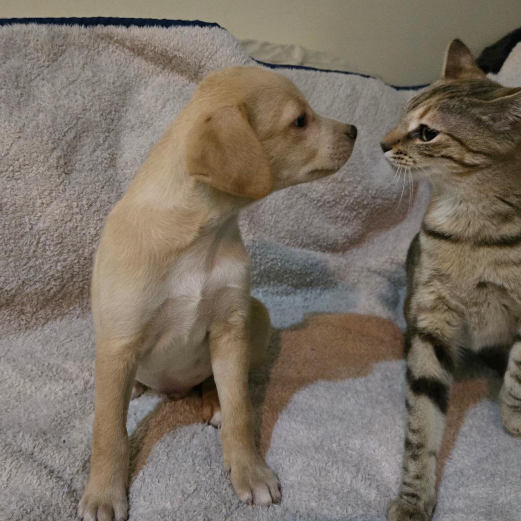 Lightning (white stripe on shoulder), a Adoptable mixed breed in Southington, OH image 3/4