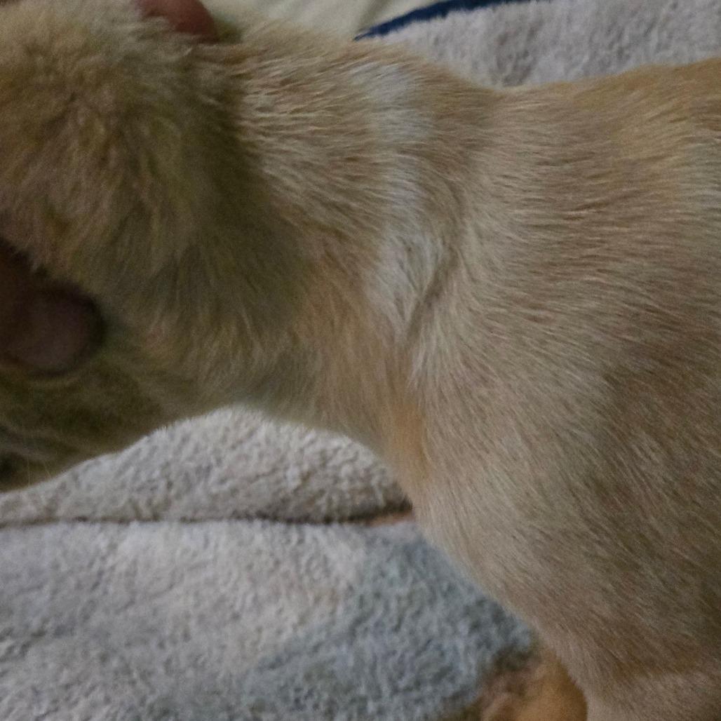Lightning (white stripe on shoulder), a Adoptable mixed breed in Southington, OH image 4/4